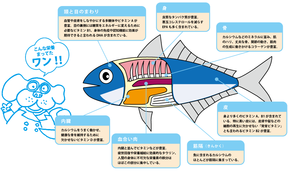 青魚　栄養解剖図