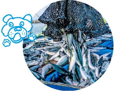 写真　魚　水揚げ