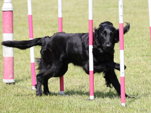 犬　スラローム