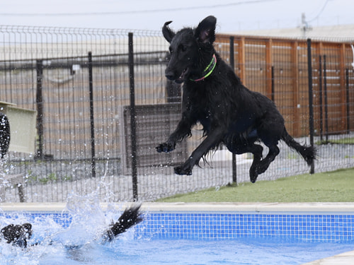 犬　プール　飛び込み