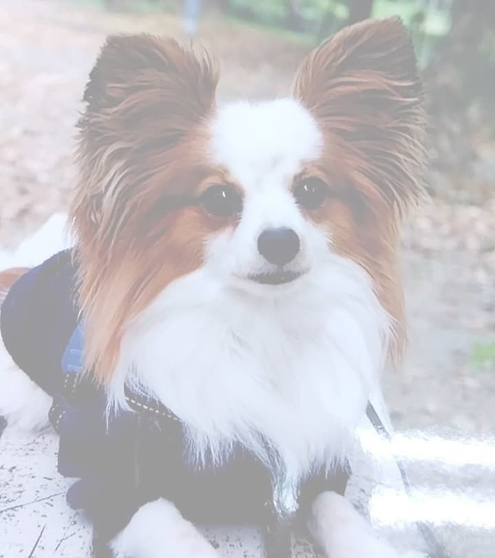 犬　写真