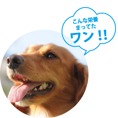 ミニチュアダックス